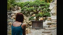 V Orientln zahrad libereck Botanick zahrady je k vidn zhruba 250 let...
