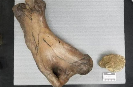 V Americe nali zkamenliny vyhynulého lenochoda