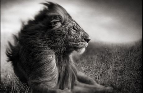 Sebasti&#227;o Salgado - Genesis.