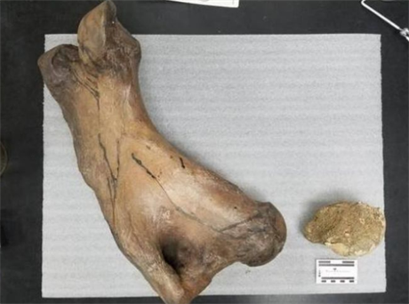 V Americe nali zkamenliny vyhynulého lenochoda