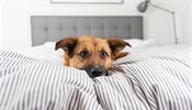 Spí s vámi pes v posteli? Klíště taky