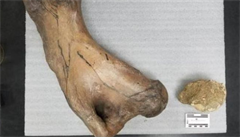 V Americe nali zkamenliny vyhynulho lenochoda
