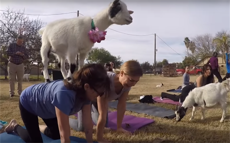 Cvičení jógy s kozami se v USA velmi rozmáhá.