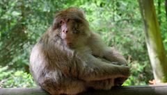 Maroko chce zachránit makaka magota před vyhynutím