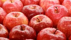 Degustátoři hodnotili loňskou úrodu jablek. Vyhrál Orion