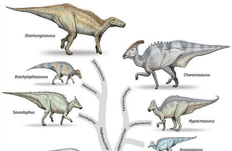Dinosaui z nadeledi Hadrosauroidea.