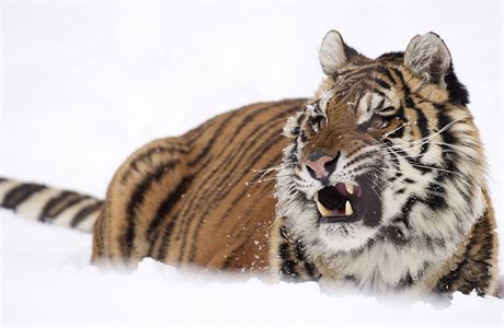 Tygr sibisk (ilustran foto)