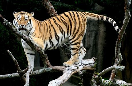 Ussurijský tygr (ilustrační foto).