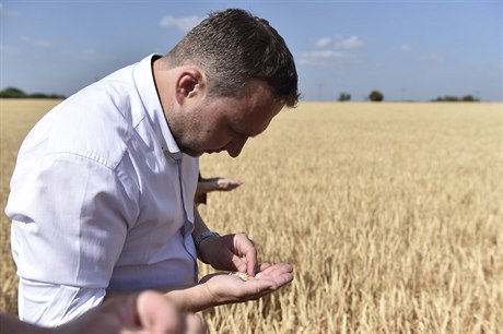 Ministr zemědělství Marian Jurečka si prohlíží obilí.