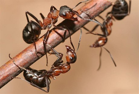 Mravenci na cest ke královn