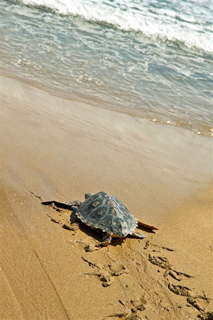 Mořská želva kareta obecná