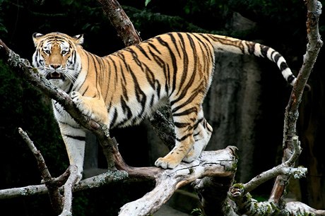 Ussurijský tygr (ilustraní foto).