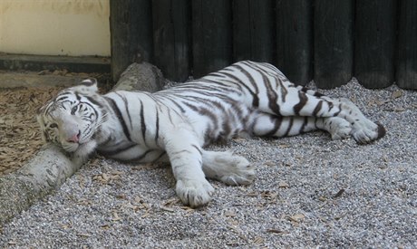 Bílý tygr indický v ZOO Liberec.