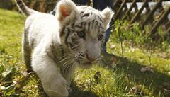 Bílí tyg�i (ilustra�ní foto).