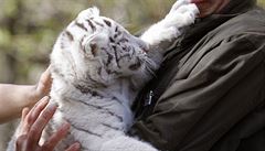 Bílí tyg�i (ilustra�ní foto).