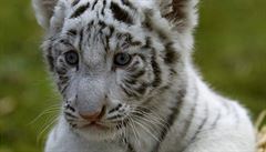 Bílí tyg�i (ilustra�ní foto).