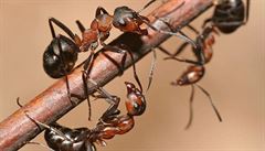 Mravenci podle vdc dokou ze svch tl postavit Eiffelovku