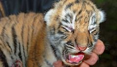 Narození vzácných šelem: Zlín má dvě mláďata tygra ussurijského 