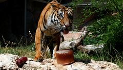 Tygr sumaterský chovaný v zajetí.