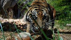 Tygr sumaterský v italské zoo.