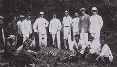 Stílení tygr bylo oblíbeným sportem holandských kolonist a do roku 1940.