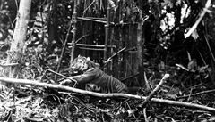 Sumaterský tygr chycený do pasti (c. 1890-1900).