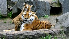 V zoo Dvorec se narodilo mládě tygra ussurijského