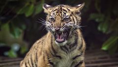 Kot sumaterského tygra volá matku.