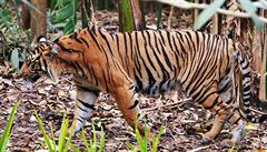 Ukázka tygího maskování v lese.