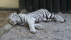 Bílý tygr indický v ZOO Liberec.