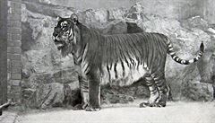 Tygr kaspický byl lidmi zcela vyhuben, neije u ani v zajetí.