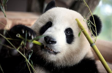 Projekt praské Zoo pvodn obsahoval i expozici pand.