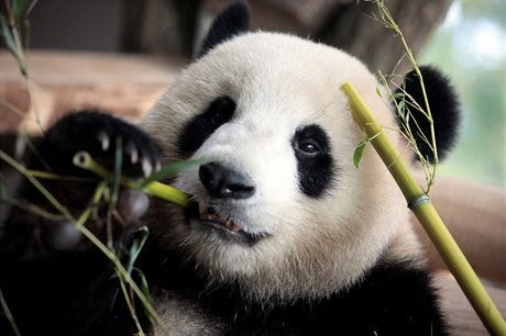Projekt pražské Zoo původně obsahoval i expozici pand.