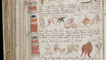 Snad nejzáhadnější kniha světa - Voynichův rukopis.