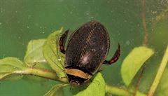 Vdci objevili populaci tém vyhynulého potápníka dvojárého