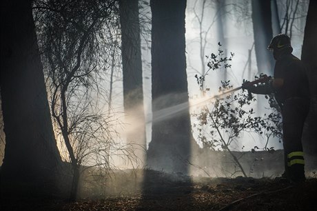 Lesní poár, ilustraní foto. 