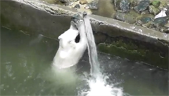 Lední medvědice se pere s vodovodním potrubím