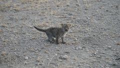 Leopardí mlád eká velká zkouka. Podle odborník ho zbytek smeky bude...