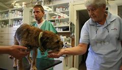 Pes u veterináe potom, co byl nalezen v lese, kdy vylezl po estnácti dnech z...