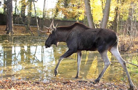 Los evropský (Alces alces).