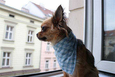 Pes (Karamelka) v bytě - ilustrační foto.