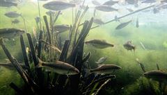 Kvůli změně klimatu ztratí ryby desítky kilometrů v řekách, varují vědci