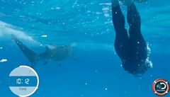 VIDEO: Králem moře je bílý žralok. Phelps s ním v plaveckém souboji prohrál