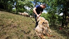 Pastevec Tomá Franta stíhá ovci.