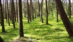 Lesy ČR přijdou asi o 2,5 miliardy korun, důvodem je vypovězení smluv
