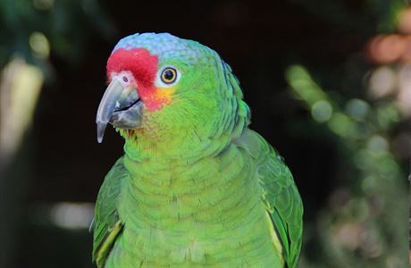 Pi Papouím dni u umperka bylo k vidní 92 exotických pták