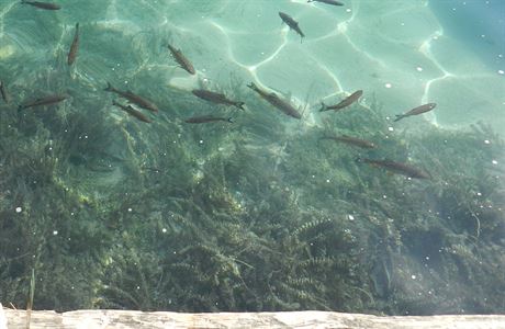 Ryby v jezee (ilustraní snímek)