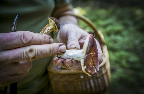 V esku sbírá houby a 68 procent lidí. (ilustraní snímek)