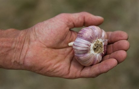 Tuzemské pstitele v letoním roce trápí nedostatek eského esneku.