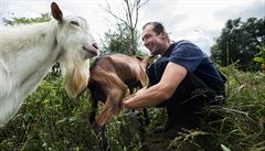 Pastevec Tomáš Franta dojí kozy. | na serveru Lidovky.cz | aktuální zprávy